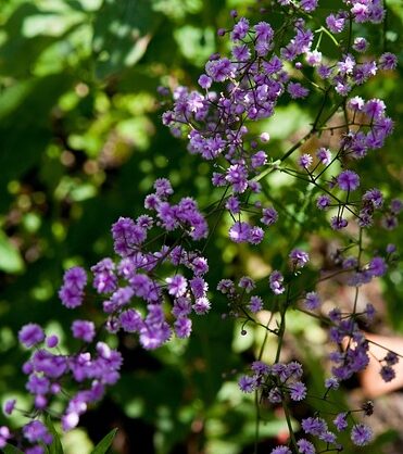 Thalictrum ‘Elin’ - Ruit