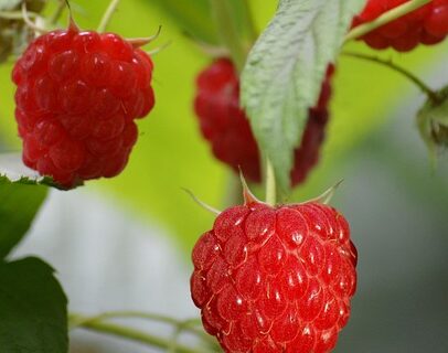 Rubus idaeus Twotimer ‘Sugana Red’ - Framboos