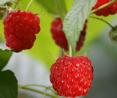 Rubus idaeus Twotimer ‘Sugana Red’ - Framboos