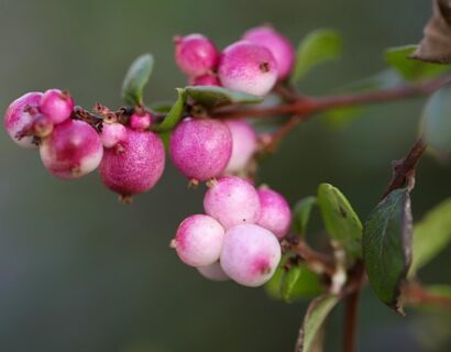 Symphoricarpos ‘Magic Berry’ - Sneeuwbes