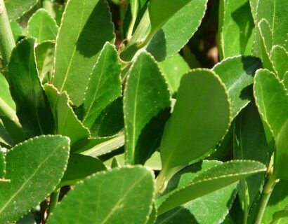 Laurus nobilis ‘Bay Junior’ op stam - Franse Laurier