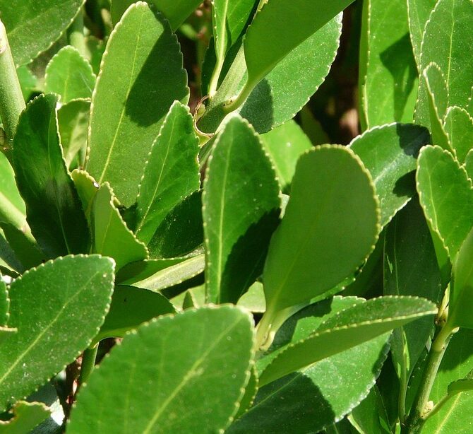 Laurus nobilis ‘Bay Junior’ op stam - Franse Laurier