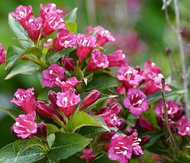 Weigelia ‘Moulin Rouge’ op stam - Weigelia