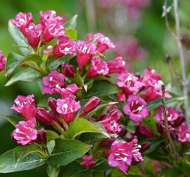 Weigelia ‘Moulin Rouge’ op stam - Weigelia