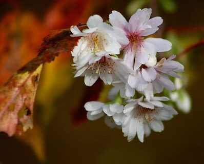 Prunus ‘The Bride’ - Japanse Kers