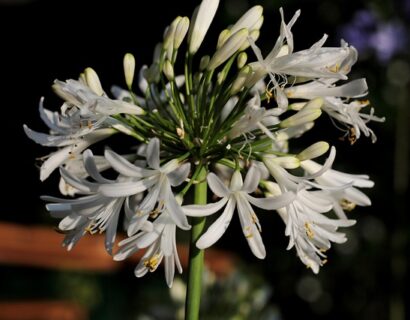 Agapanthus Polar Ice - Afrikaanse lelie