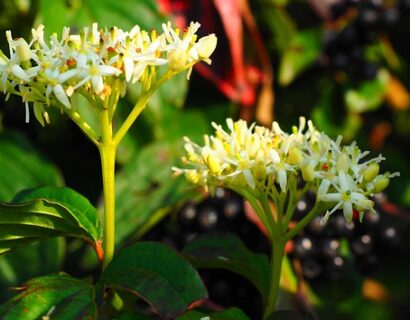 Cornus Sanguinea - Rode Kornoeltje