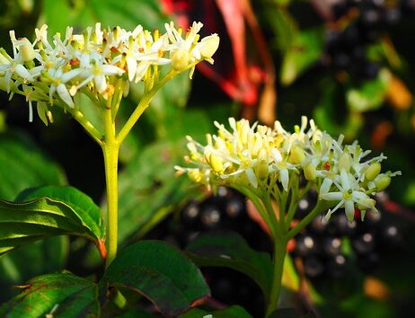 Cornus Sanguinea - Rode Kornoeltje