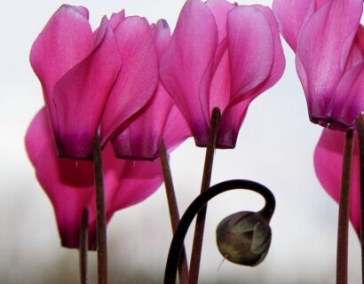 Cyclamen hederifolium Silver Leaf Rose - Alpenviooltje