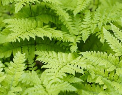 Dryopteris erythrosora - Rode Sluiervaren