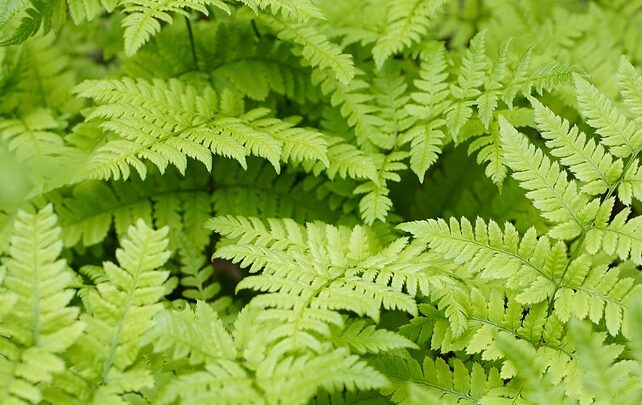 Dryopteris erythrosora - Rode Sluiervaren