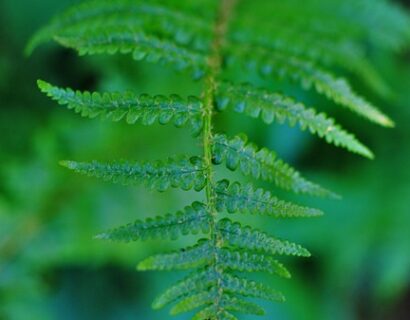 Dryopteris filix mas ‘Linearis Polydactyla’ - Mannetjesvaren