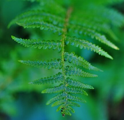 Dryopteris filix mas ‘Linearis Polydactyla’ - Mannetjesvaren