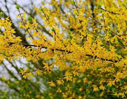 Forsythia ‘Marée D’or’ - Chinees klokje