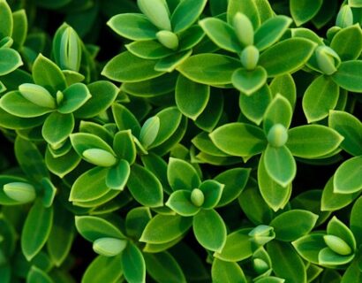 Hebe Rakaiensis - Struikveronica