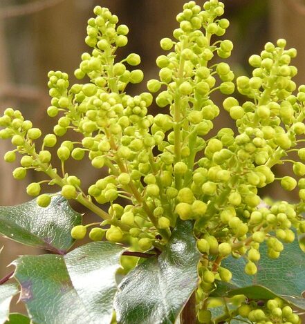 Mahonia eurybracteata ‘Meteor’ - Chinese Mahoniestruik