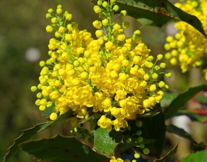 Mahonia eurybracteata ‘Sweet Winter’ - Chinese mahoniestruik