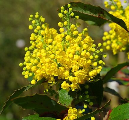 Mahonia eurybracteata ‘Sweet Winter’ - Chinese mahoniestruik