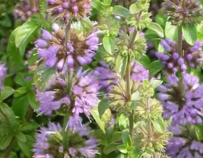 Mentha Pulegium - Polei