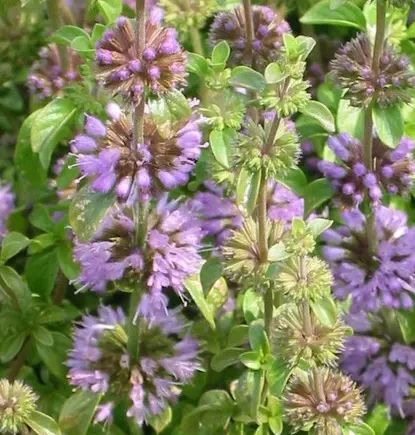 Mentha Pulegium - Polei
