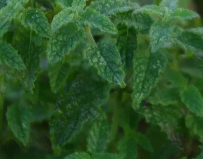 Mentha arvensis ‘Strawberry’ - Aardbeimunt