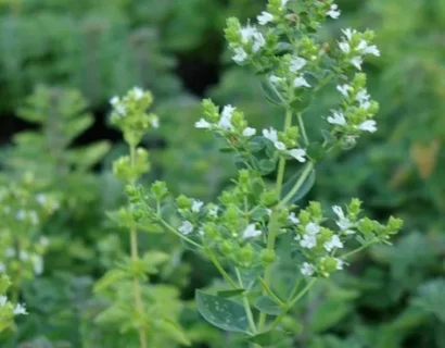 Origanum Heracleoticum - Griekse Marjolein