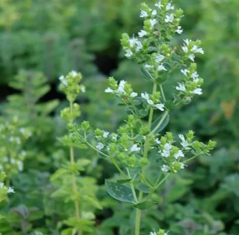 Origanum Heracleoticum - Griekse Marjolein