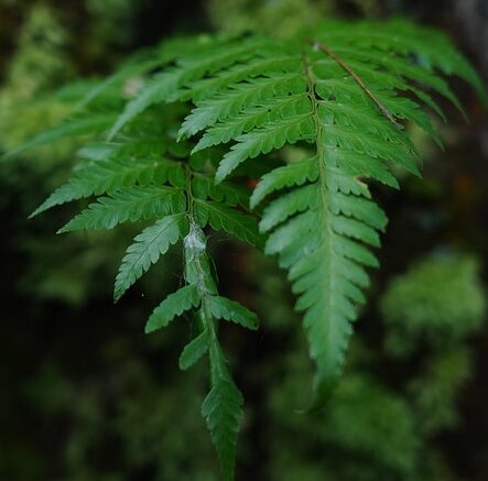 Polystichum tsussimense - Koraanse Rotsvaren
