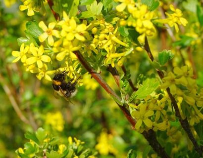 Ribes odoratum - Gele Ribes
