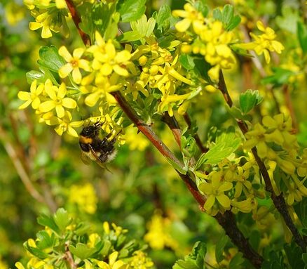 Ribes odoratum - Gele Ribes