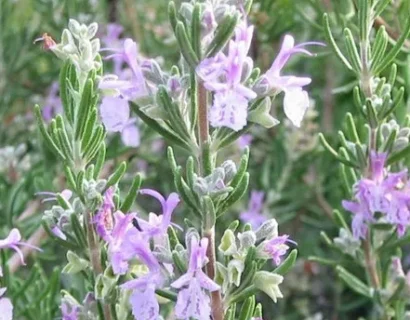 Rosmarinus Officinalis ‘Marjorcan Pink’ - Rozemarijn
