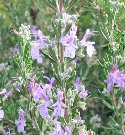 Rosmarinus Officinalis ‘Marjorcan Pink’ - Rozemarijn