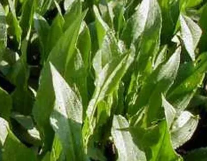 Rumex Patienta - Spinaziezuring