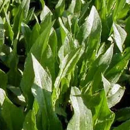 Rumex Patienta - Spinaziezuring