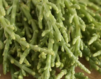 Salicornia Europaea - Kortarige Zeekraal