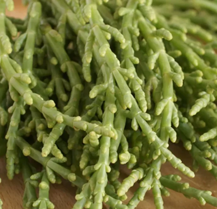 Salicornia Europaea - Kortarige Zeekraal