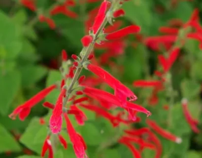 Salvia elegans ‘Scarlet Tangerine’ - Manderijnsalie