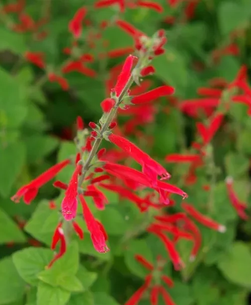 Salvia elegans ‘Scarlet Tangerine’ - Manderijnsalie