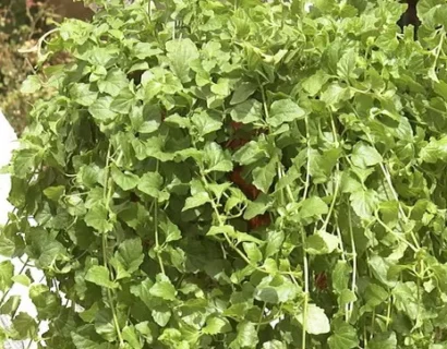 Satureja Douglasii - Indian Mint