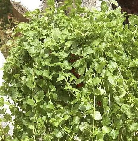 Satureja Douglasii - Indian Mint