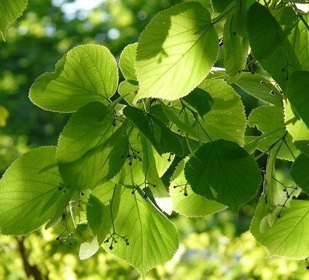 Tilia Cordata ‘Greenspire’ - Linde