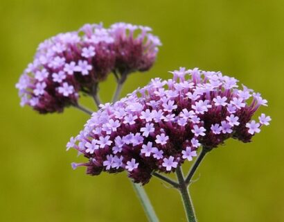 Verbena bonariensis Vanity - Ijzerhard