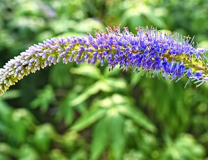 Veronica longifolia - Lange ereprijs