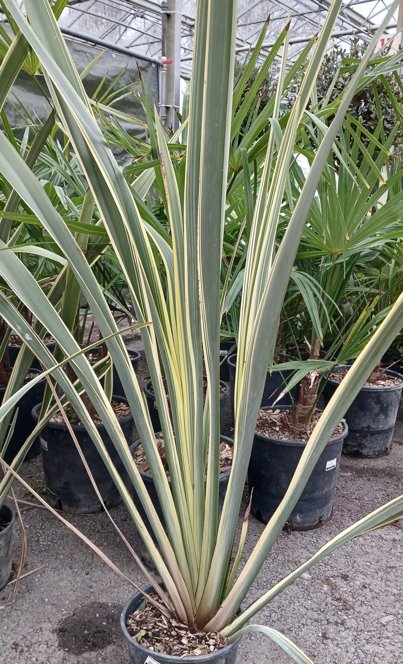 Phormium tenax variegatum - Nieuw zeelands vlas