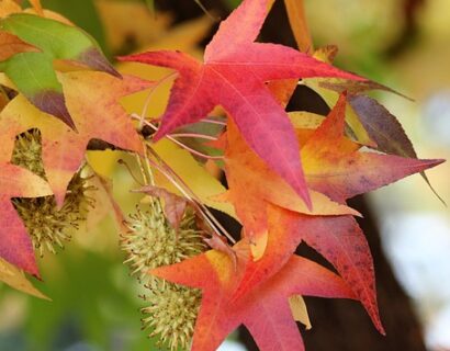 Acer palmatum ‘Corallinium’ - Japanse esdoorn