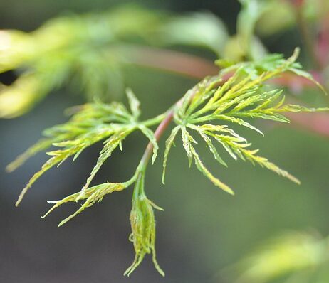 Acer palmatum ‘Okushimo’ - Japanse Esdoorn