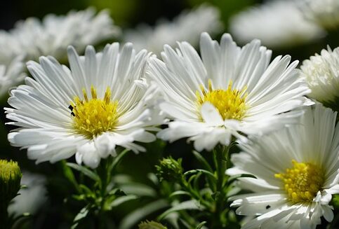 Aster ageratoides ‘Starshine’ - Aster