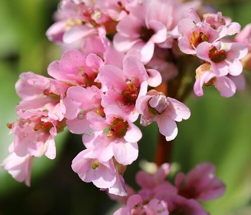 Bergenia ‘Baby Doll’ - Schoenlappersplant