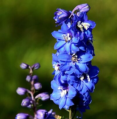 Delphinium belladonna ‘Volkerfrieden’ - Riddersporen