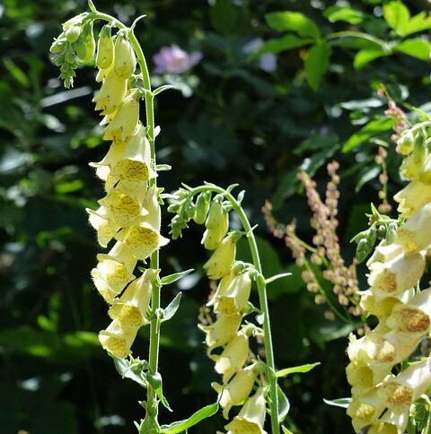 Digitalis ‘Lutea’ - Vingerhoedskruid